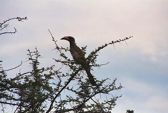 Hornbill, Etosha