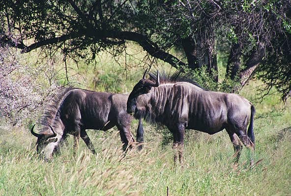 Wildebeest, Daan Viljoen Game Park, Windhoek
