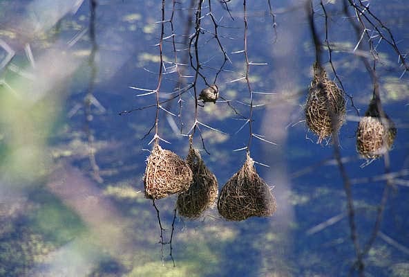 Weaver bird nests