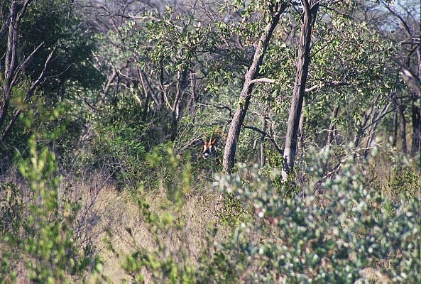 The rare Roan antelope in the thick bush, Waterberg