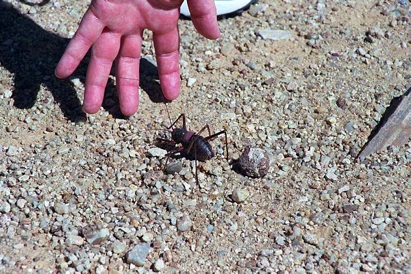 A big bug at the Petrified Forest in Damaraland