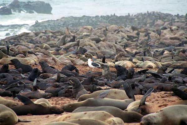 Cape (South African) Fur Seal colony, Cape Cross. You can't imagine the smell!