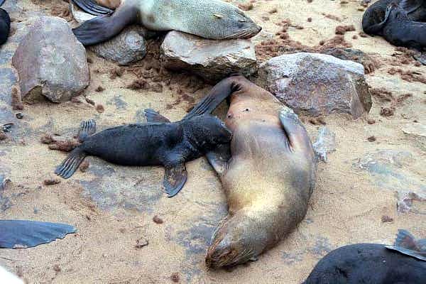 Seal mother and pup, Cape Cross, Namibia