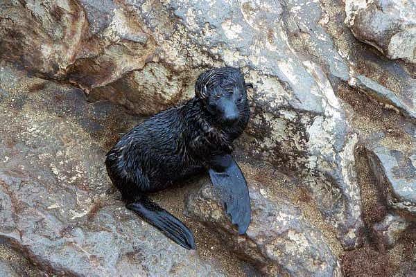 A newborn seal, Cape Cross