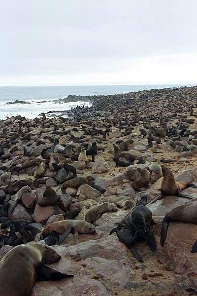 Massive seal colony, Cape Cross