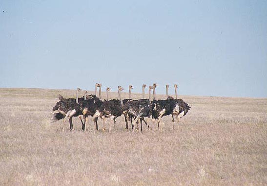 Flock of ostrich, Namib-Naukluft National Park