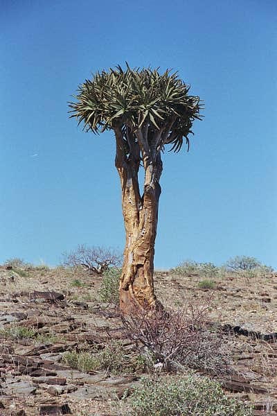Kokerboom (Aloe dichothoma), Namib-Naukluft Park