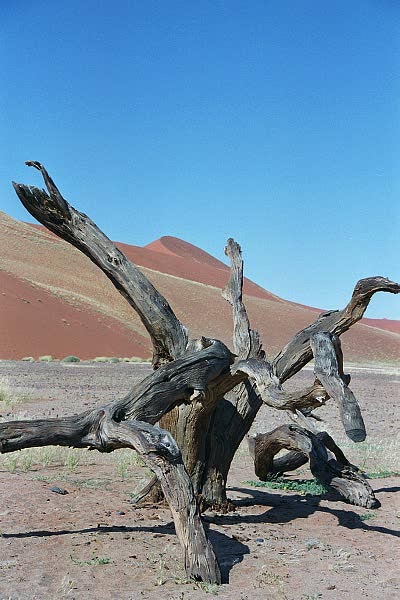 Namib Desert near Sossusvlei