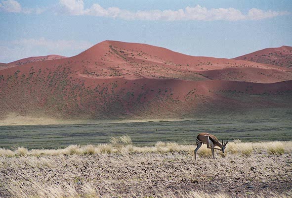 Springbok, Namib Desert