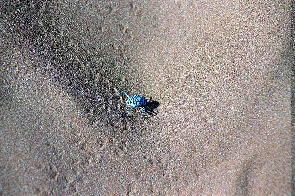 Blue dune bug, Namibia