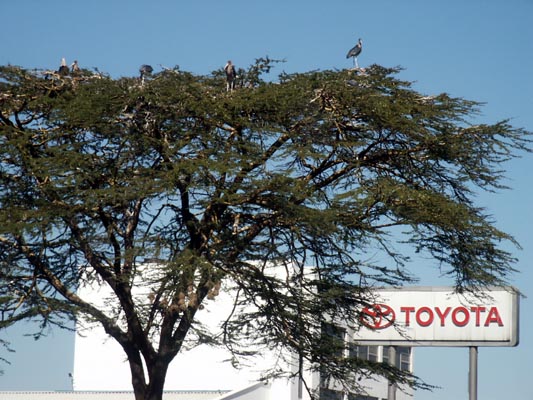 Giant Maribou storks in downtown Nairobi