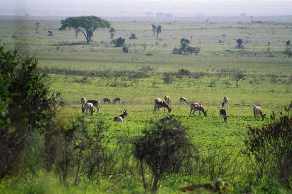 Hartebeest herd, Nairobi National Park