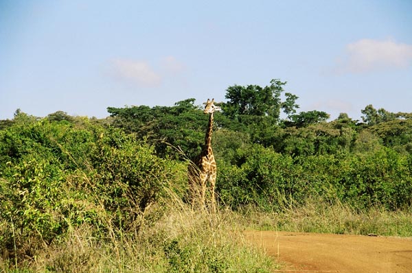 Giraffe, Nairobi National Park