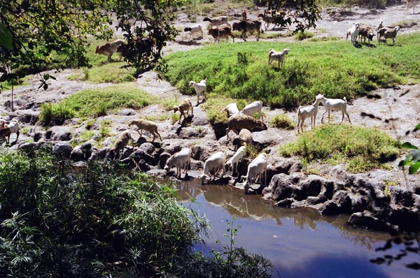 The river is the park boundary. Maasai herds are brought to drink.