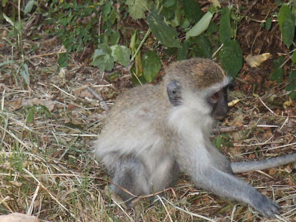 Vervet monkey, Nairobi National Park