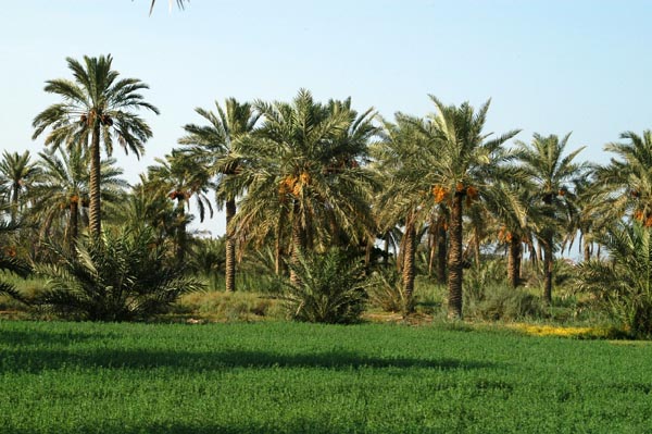 Agriculture near Zallaq, Bahrain