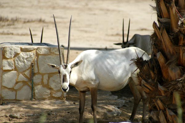 Arabian Oryx at Al Areen