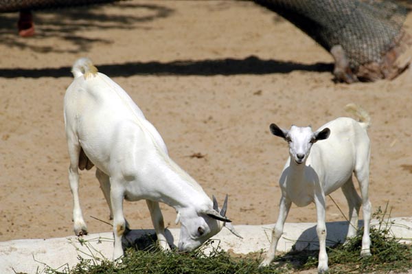 Goats at Al Areen