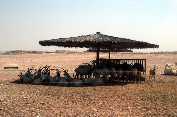 Scimitar-horned Oryx crowd under the shade