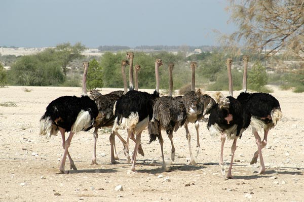 Ostrich, Al Areen Wildlife Center