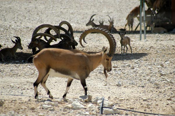 Nubian Ibex, Al Areen Wildlife Center