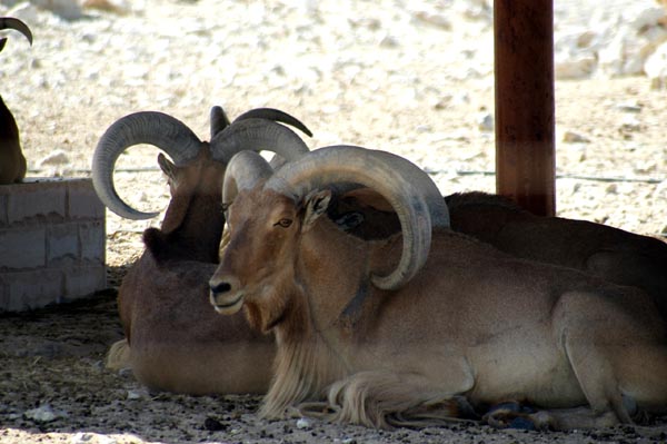 Barbary Sheep, Al Areen