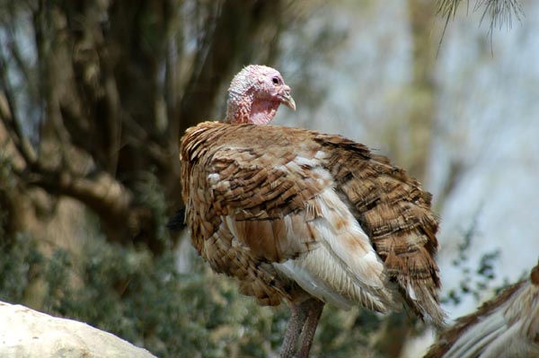 Al Areen Wildlife Center also has birds