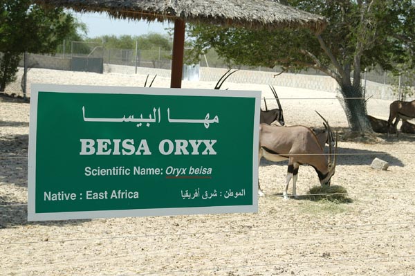 Beisa Oryx, Al Areen