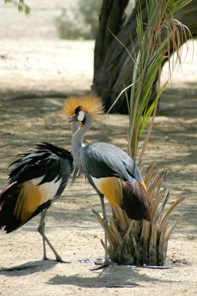 Crowned Cranes, Al Areen