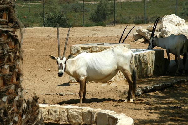 Arabian Oryx