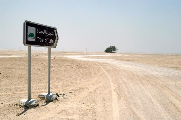 The Tree of Life stands alone in the desert