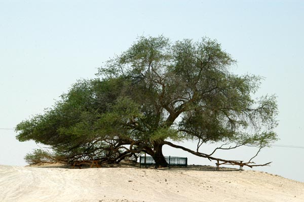 The Tree of Life, Bahrain