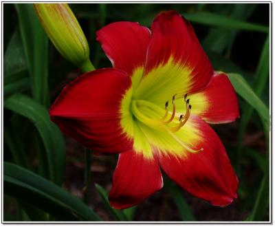 Christmas Is day lily #1