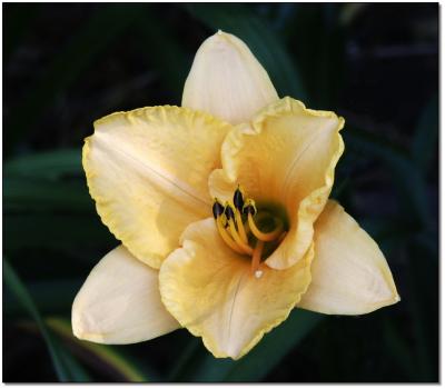yellow daylily #2