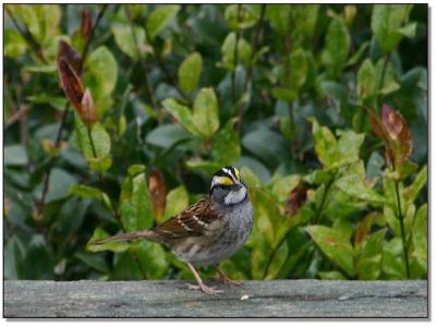 White-throated Sparrow (hand-held)