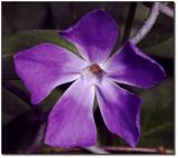 Periwinkle, on the fence