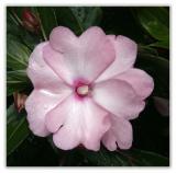 Light Pink, New Guinea Impatien