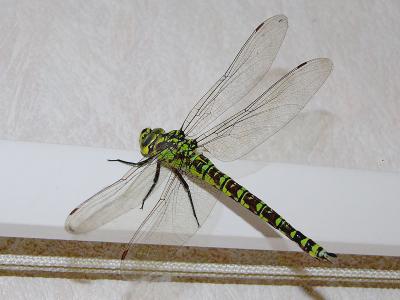 476 Dragon fly.jpg