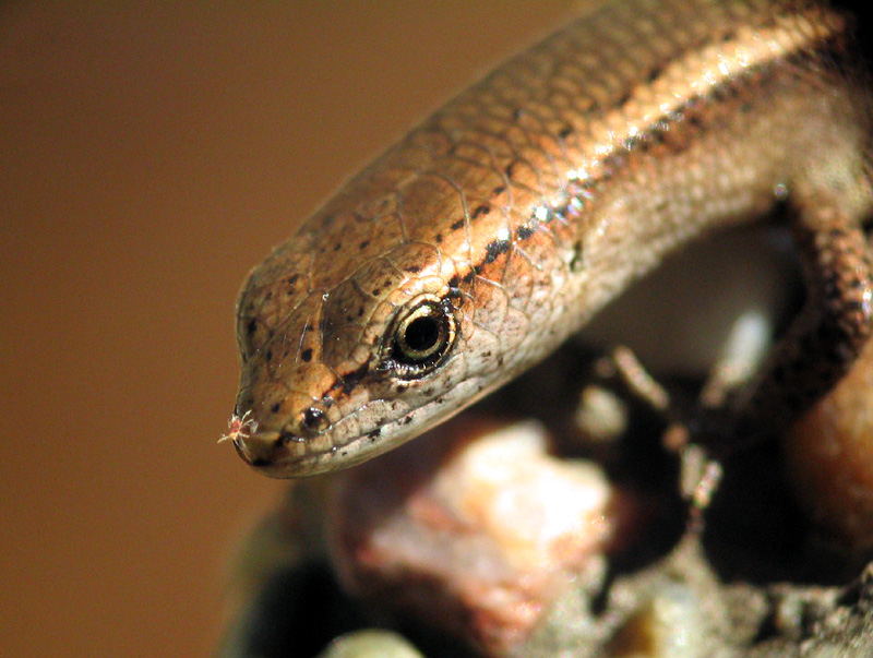 Skink- with hitchiker