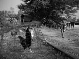 roosters & yoyo