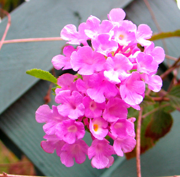 Pink Lantana