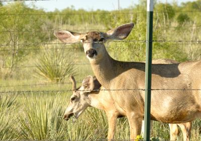 Mule Deer