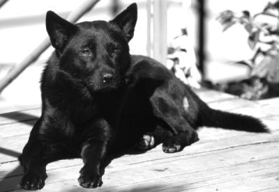 DOG-0022