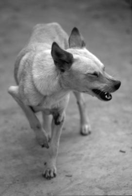 DOG-0023