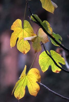 BOTANIC-0063