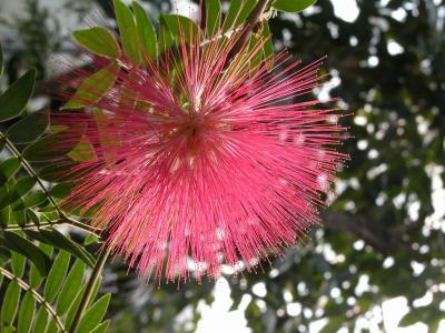 2005-02-26: pink and green