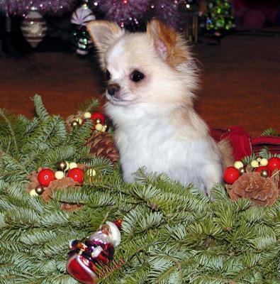 Lucy In Wreath 2003