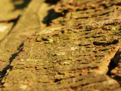 bark bathed in early morning sun