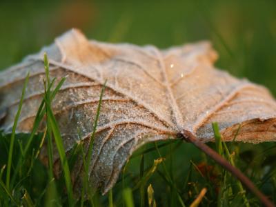 early frost - leaf