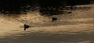 ducks at sunset